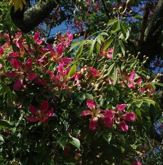 Silk Floss Tree (Ceiba speciosa)
