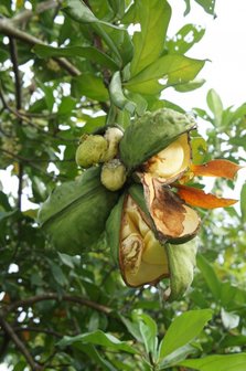 Kola Nut (Cola nitida)