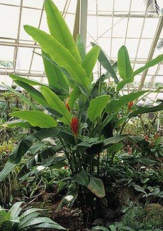 Scarlet Banana (Musa coccinea)