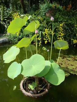 Indian Lotus (Nelumbo nucifera)