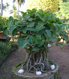 Indian Banyan (Ficus benghalensis)