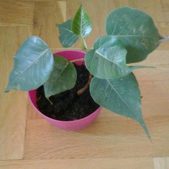 Bodhi Tree (Ficus religiosa)