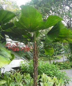 Ruffled Fan Palm (Licuala grandis)