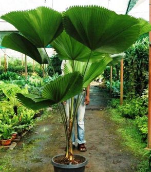 Ruffled Fan Palm (Licuala grandis)