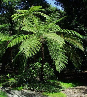 Australian Tree Fern (Cyathea cooperi)