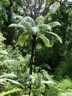 Black Tree Fern (Cyathea medullaris)