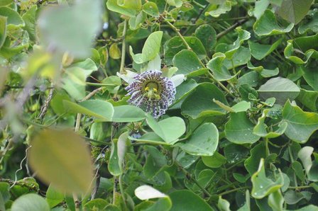Passionflower (Passiflora actinia)