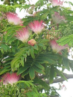 Persian Silk Tree (Albizia julibrissin &#039;E.H. Wilson&#039;)