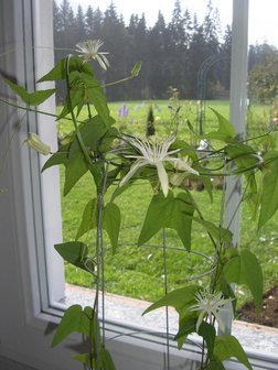 Passionflower (Passiflora capsularis)