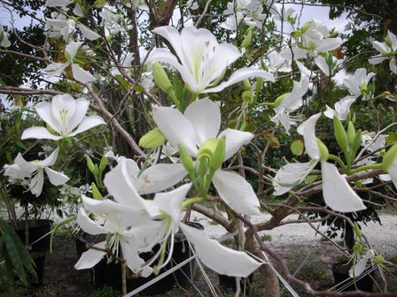 White orchid tree (Bauhinia variegata &#039;candida&#039;)
