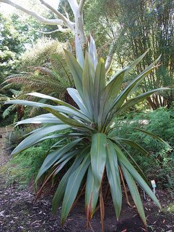 Mountain Cabbage Tree (Cordyline indivisa)