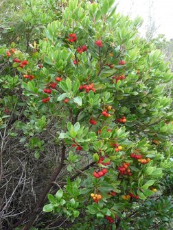 Strawberry Tree (Arbutus unedo)