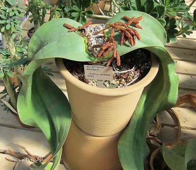 Welwitschia (Welwitschia mirabilis)