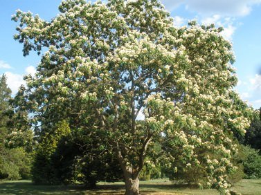 Kalkora Silk Tree (Albizia kalkora)