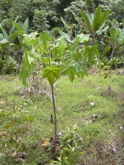 Kukui (Aleurites moluccana)