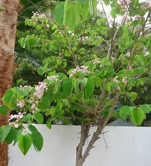Pink Bauhinia (Bauhinia monandra)