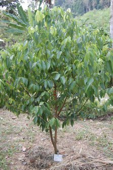 Cinnamon Tree (Cinnamomum zeylanicum)