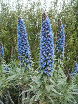 Pride of Madeira (Echium fastuosum)