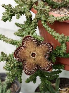 Persian Carpet Flower (Edithcolea grandis)