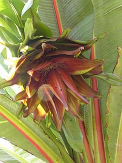 Ethiopian Banana (Ensete ventricosum)