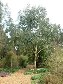 Mountain Swamp Gum (Eucalyptus camphora)