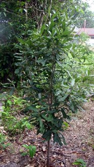 Macadamia (Macadamia integrifolia)
