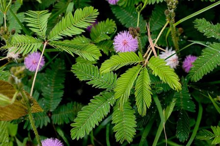 Touch-me-not Plant (Mimosa pudica)