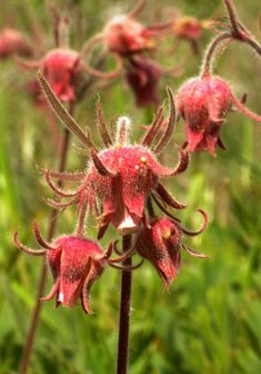 Prairie Smoke (Geum triflorum)
