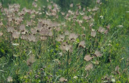 Prairie Smoke (Geum triflorum)
