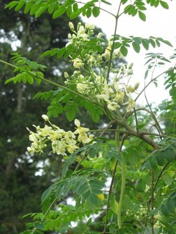 Moringa Tree (Moringa oleifera)