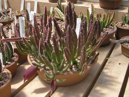 Bell Stapelia (Stapelia leendertziae)