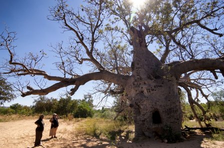 Australian Baobab (Adansonia gregorii)