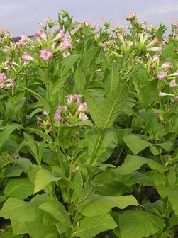Tabacco (Nicotiana tabacum)