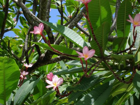 Frangipani (Plumeria rubra)