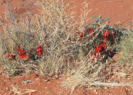 Sturt's Desert Pea (Swainsona formosa)