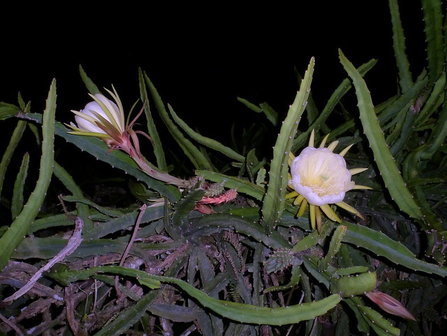 Yellow pitahaya (Hylocereus megalanthus)