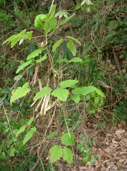 Threeleaf Akebia (Akebia trifoliata)