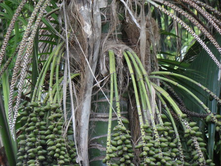 Kentia Palm (Howea forsteriana)