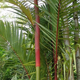 Lipstick Palm (Cyrtostachys renda)
