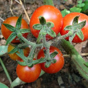 Currant Tomato (Solanum pimpinellifolium)