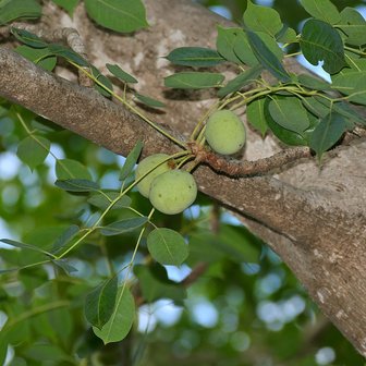 Marula (Sclerocarya birrea ssp. caffra)