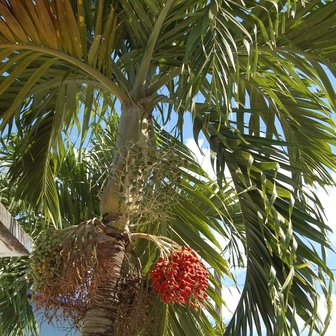 Manila Palm (Veitchia merrillii)