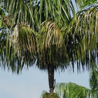 Patawa (Oenocarpus bataua)