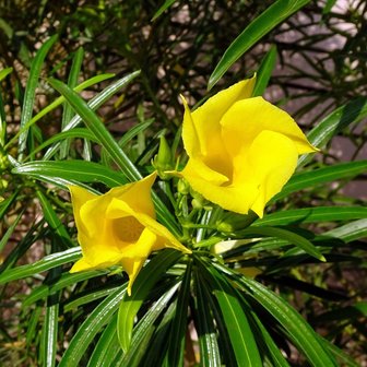 Yellow Oleander (Thevetia peruviana)