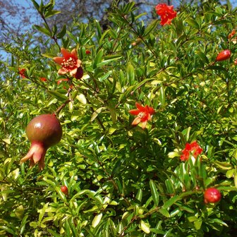Dwarf Pomegranate (Punica granatum 'nana')