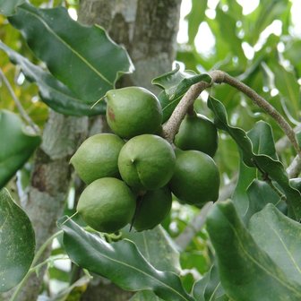 Macadamia (Macadamia integrifolia)