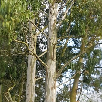Snow Gum (Eucalyptus pauciflora ssp. niphophila)