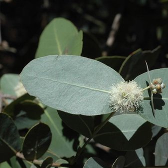 Omea Gum (Eucalyptus neglecta)