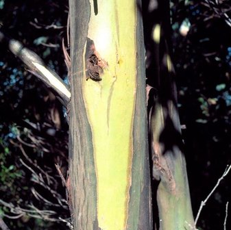 Tasmanian Yellow Gum (Eucalyptus johnstonii)