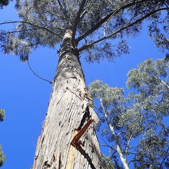 Alpine Ash (Eucalyptus delegatensis)